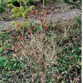 Загинала фиданка, след нападение от Setomelanomma holmii (Снимка: ЛЗС Пловдив)