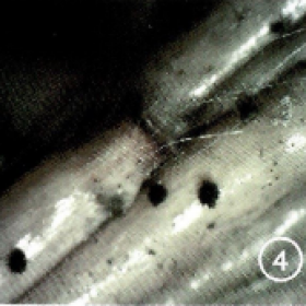 Плодни тела па едно и две годишни клонки (Снимка: ЛЗС Пловдив)