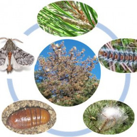 Жизнен цикъл на боровата процесионка (ЛЗС Пловдив)