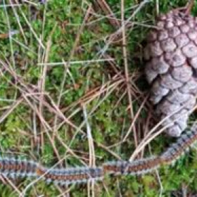 Процесия от гъсеници (ЛЗС Пловдив)